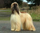 Afghan Hound 9Y119D-037